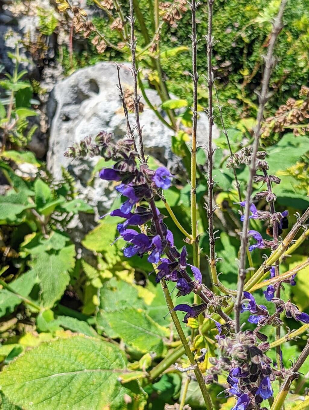 Salvia transsylvanica flower