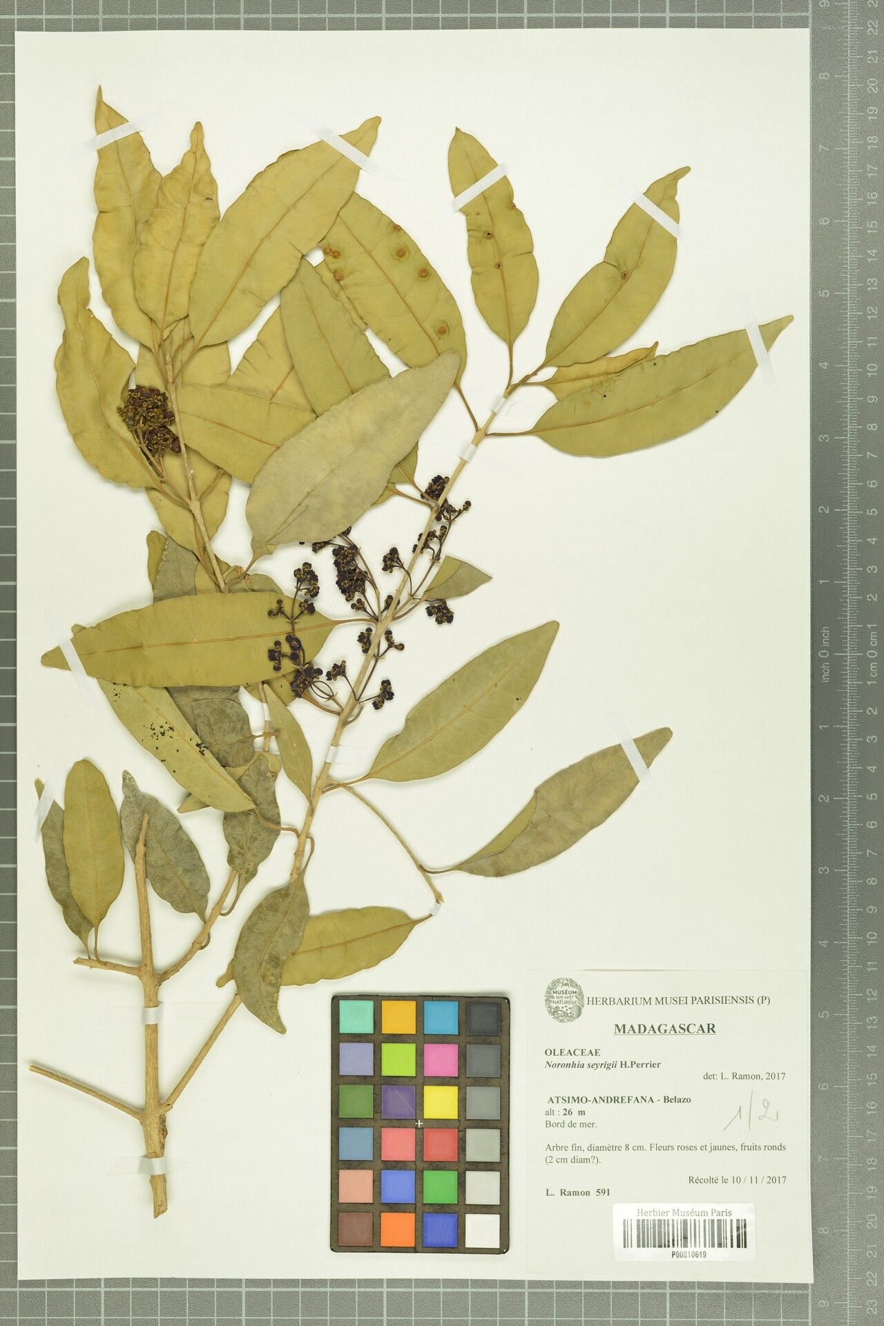 Noronhia seyrigii — houseplant care guide