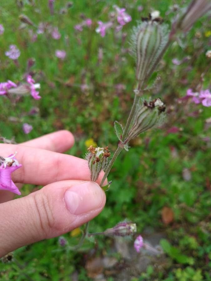 Silene sericea fruit