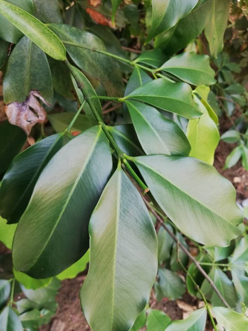 Garcinia epunctata — houseplant care guide