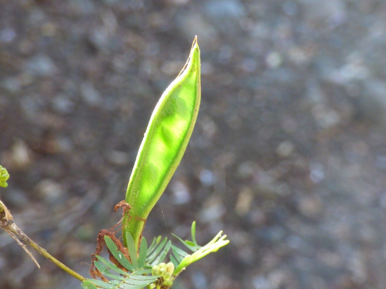 Albizia saman fruit