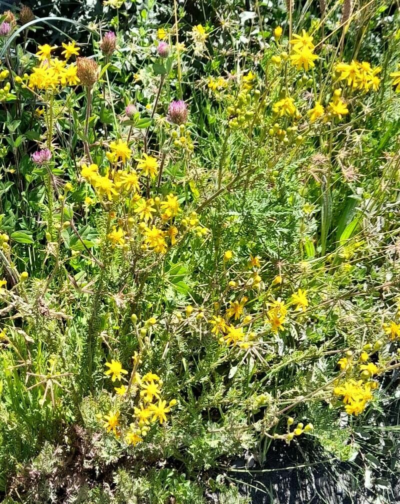 Senecio glaber habit