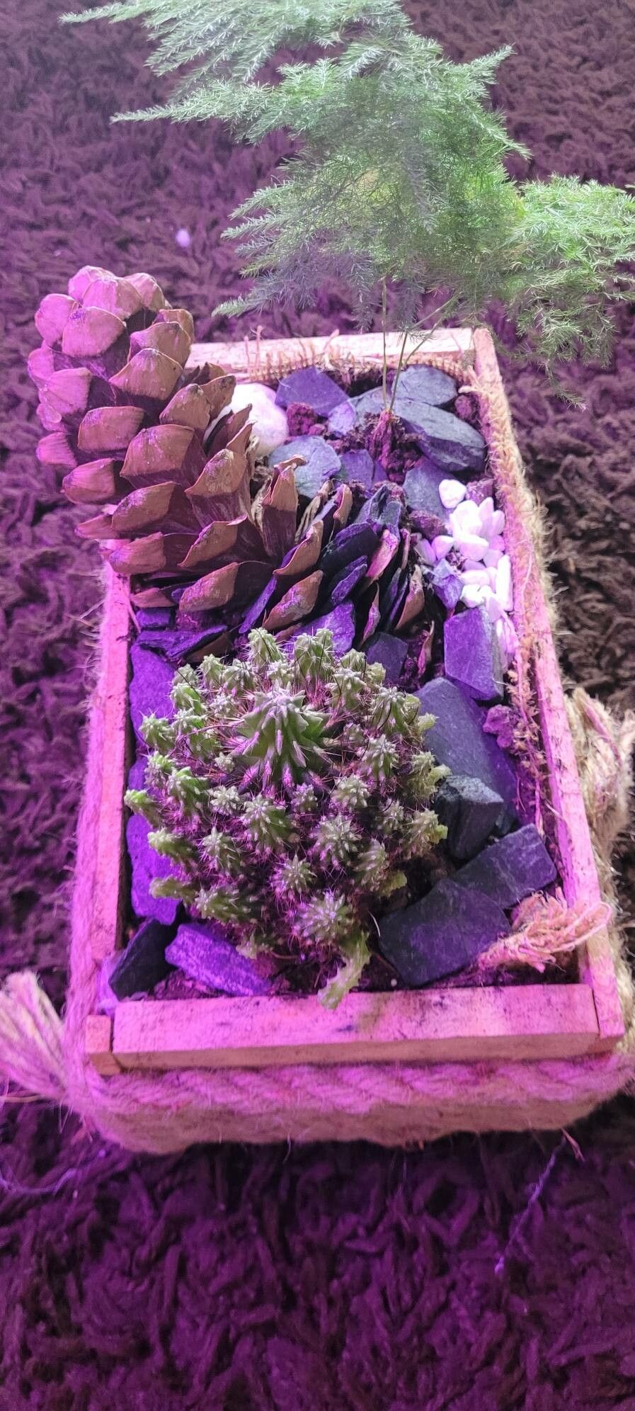 Euphorbia suzannae-marnierae leaf