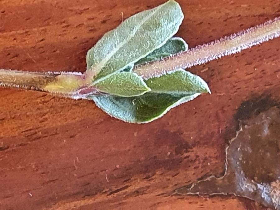 Dyschoriste hildebrandtii — houseplant care guide