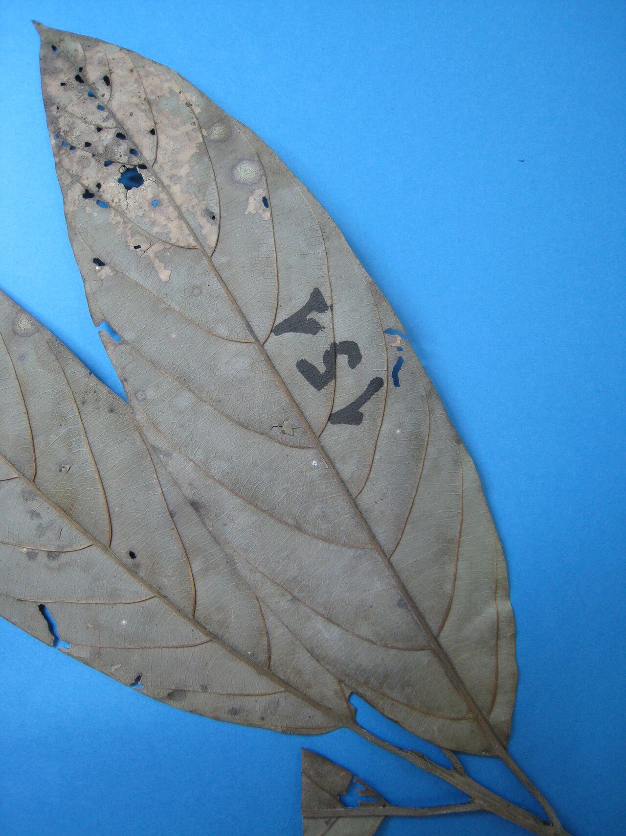 Rhodostemonodaphne grandis other