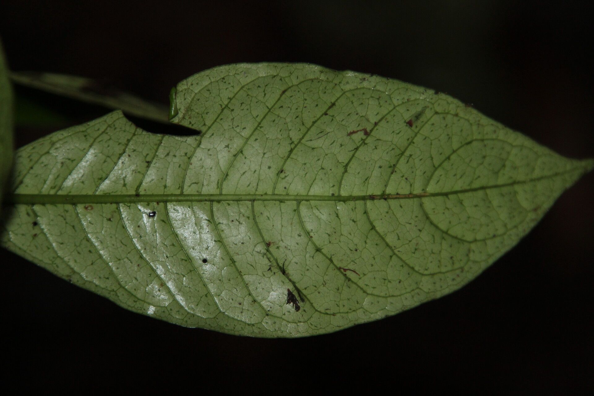 Psychotria longicornis — houseplant care guide