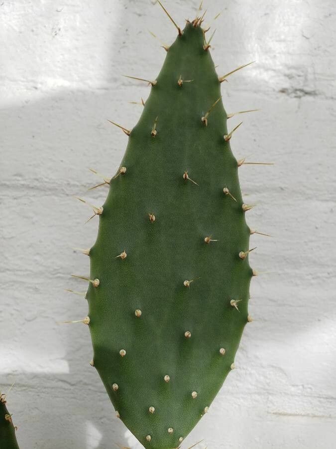 Tacinga werneri — related species from the same genus