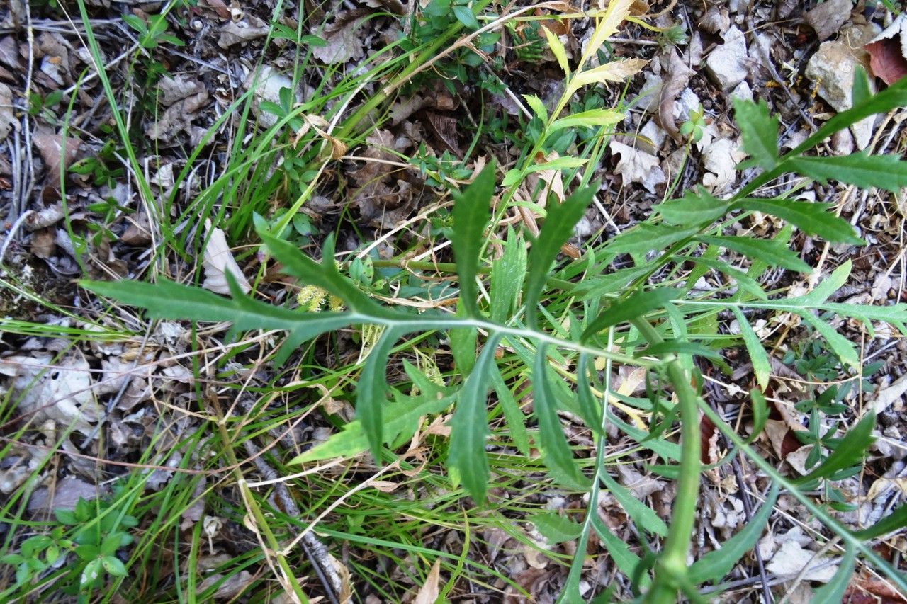 Cephalaria leucantha leaf