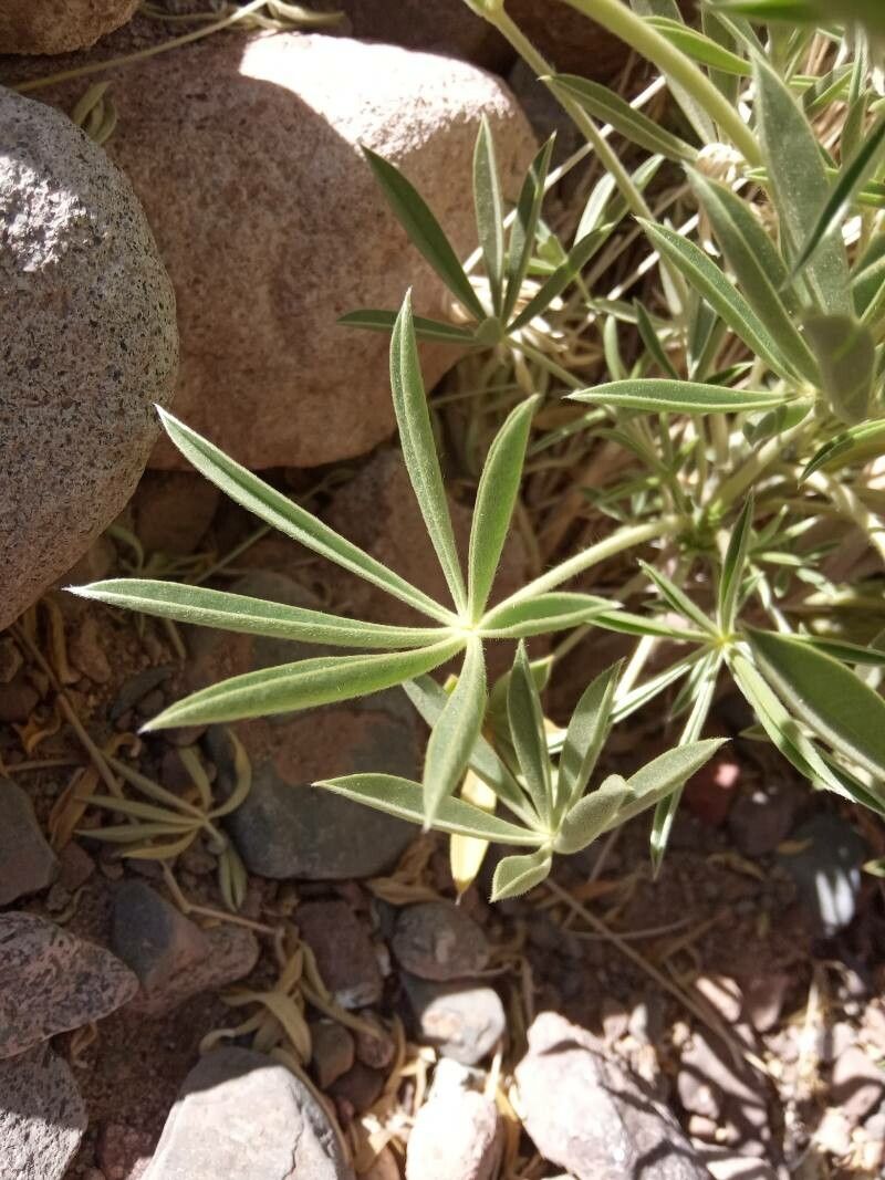 Lupinus oreophilus — search result for 'Lupinus'