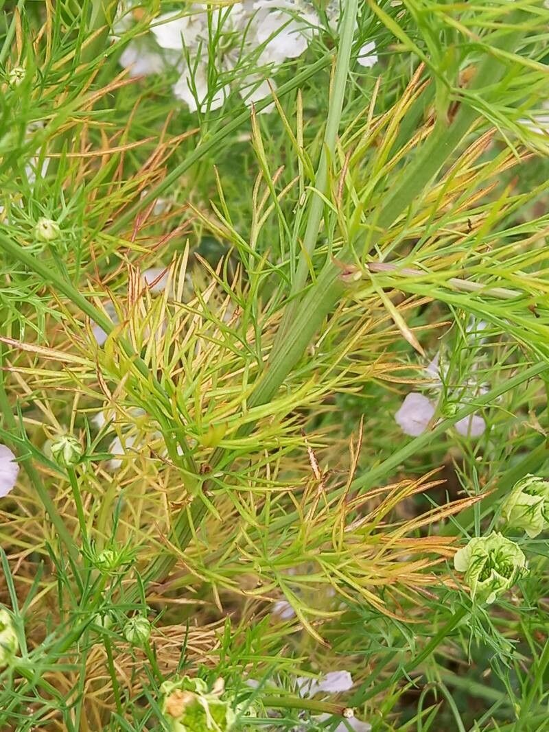 Nigella arvensis leaf