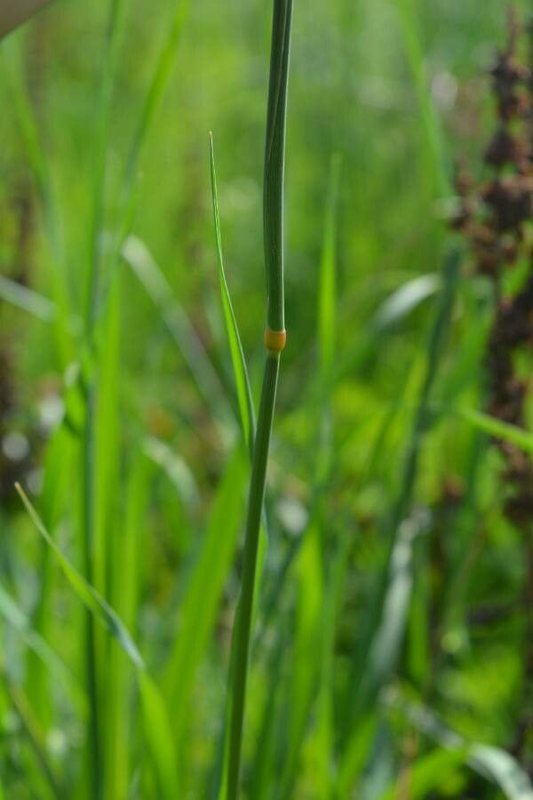 Phalaris aquatica
