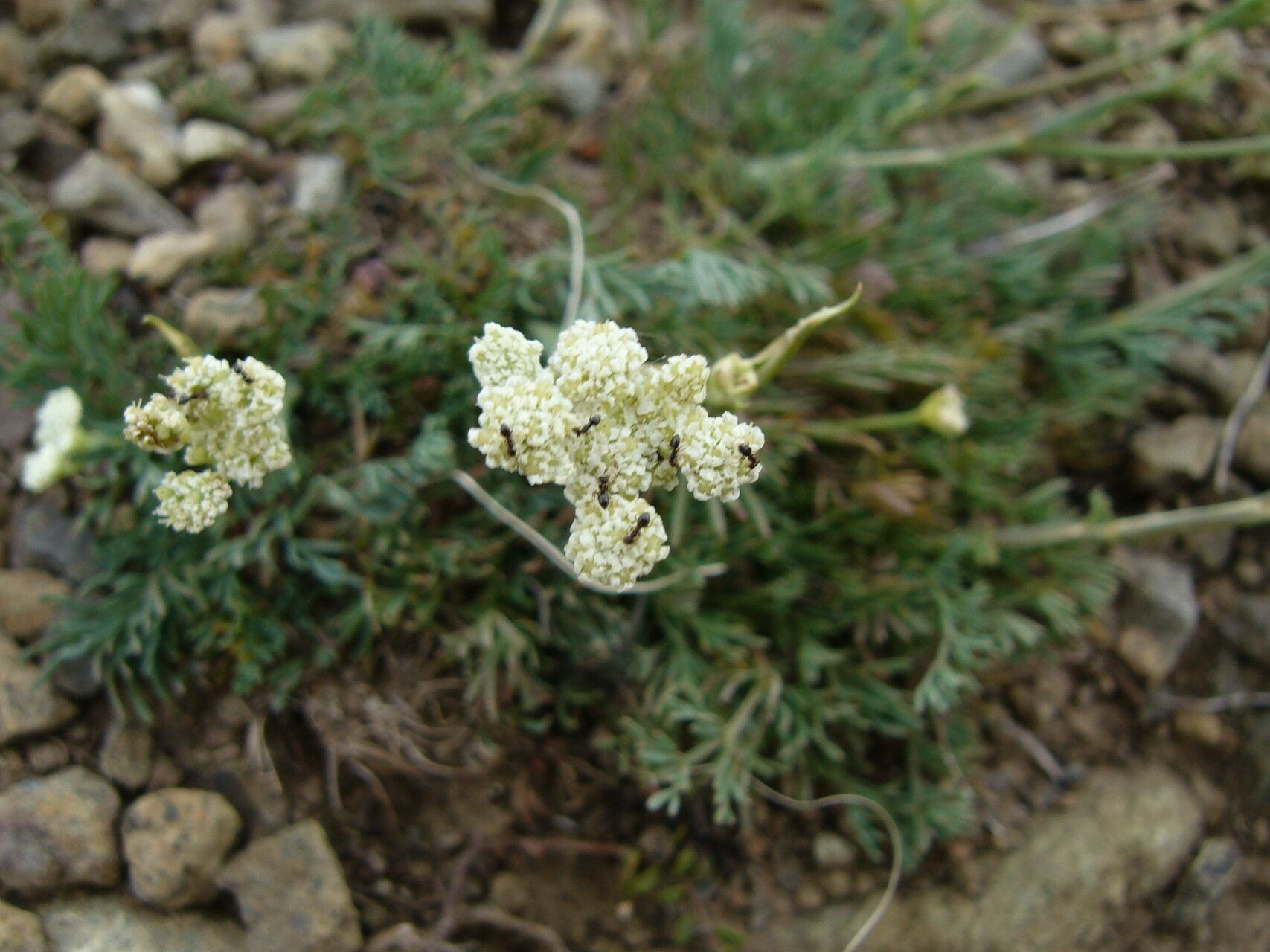 Seseli hippomarathrum flower
