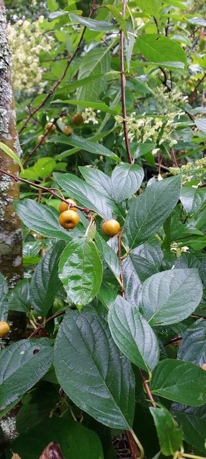 Rhamnus prinoides fruit