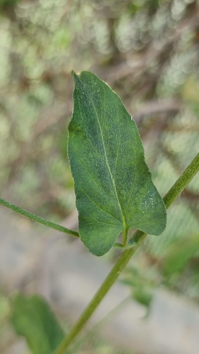 Convolvulus auricomus leaf