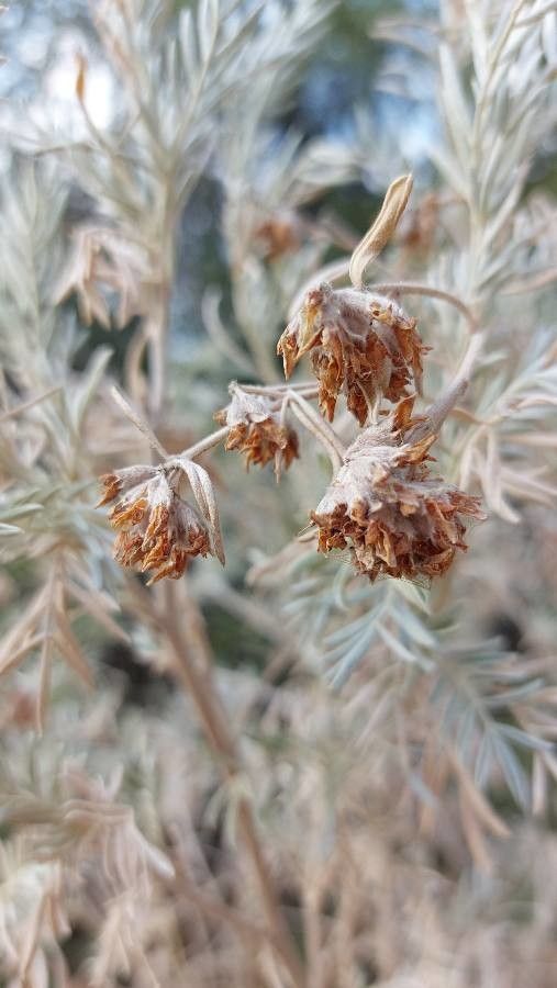 Anthyllis barba-jovis fruit