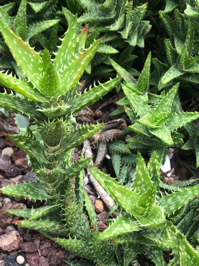 Aloe petrophila leaf