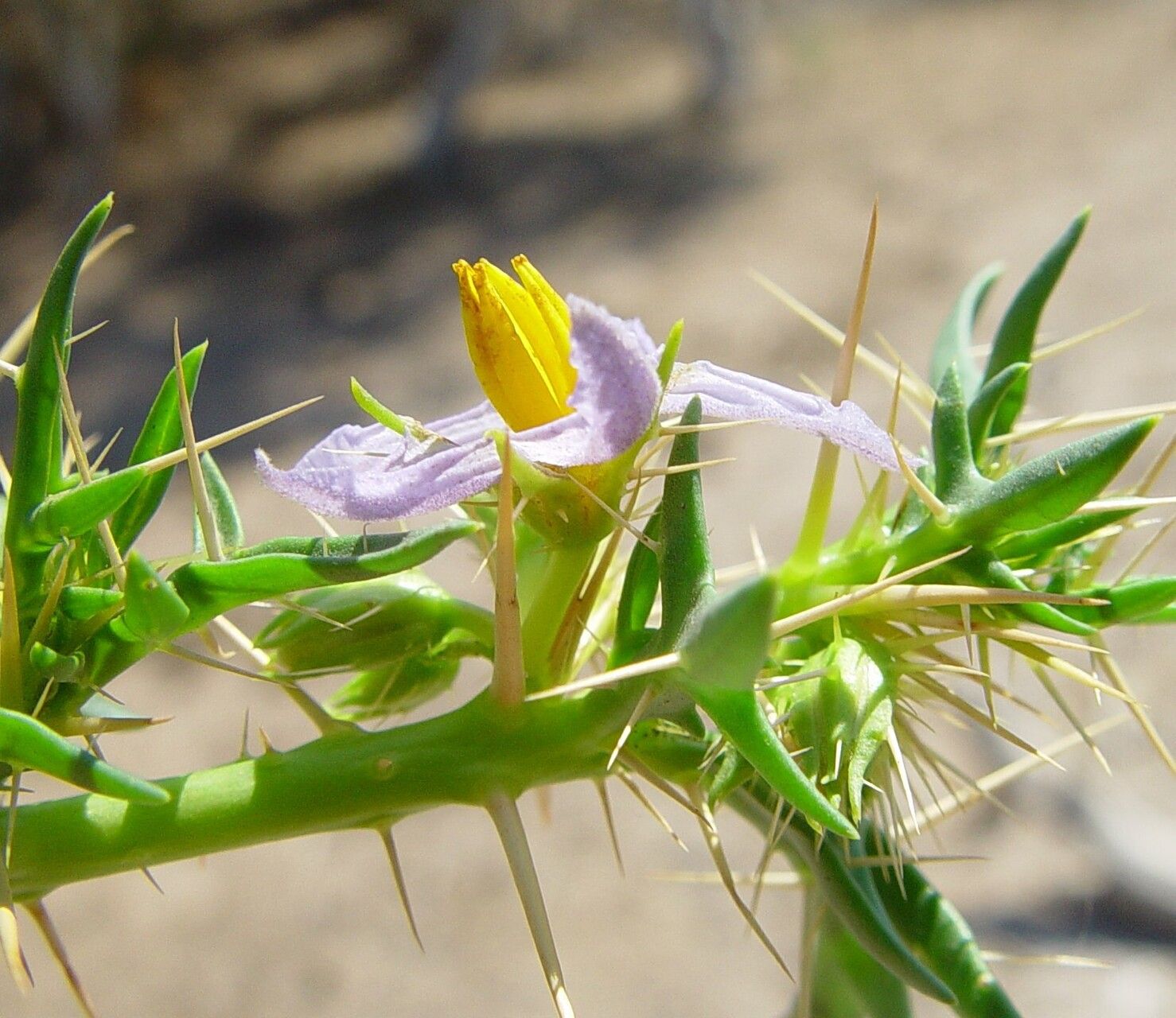 Solanum oligandrum — houseplant care guide