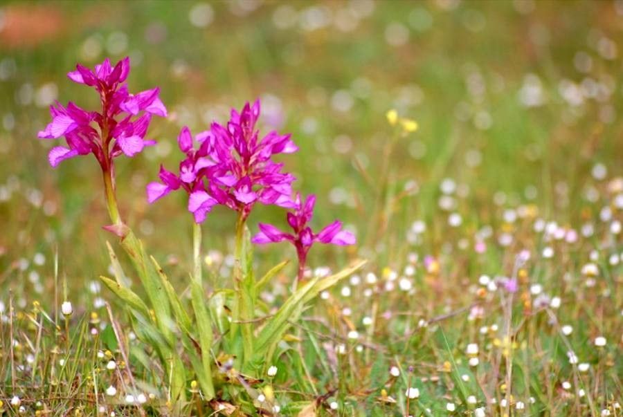 Polygala major flower
