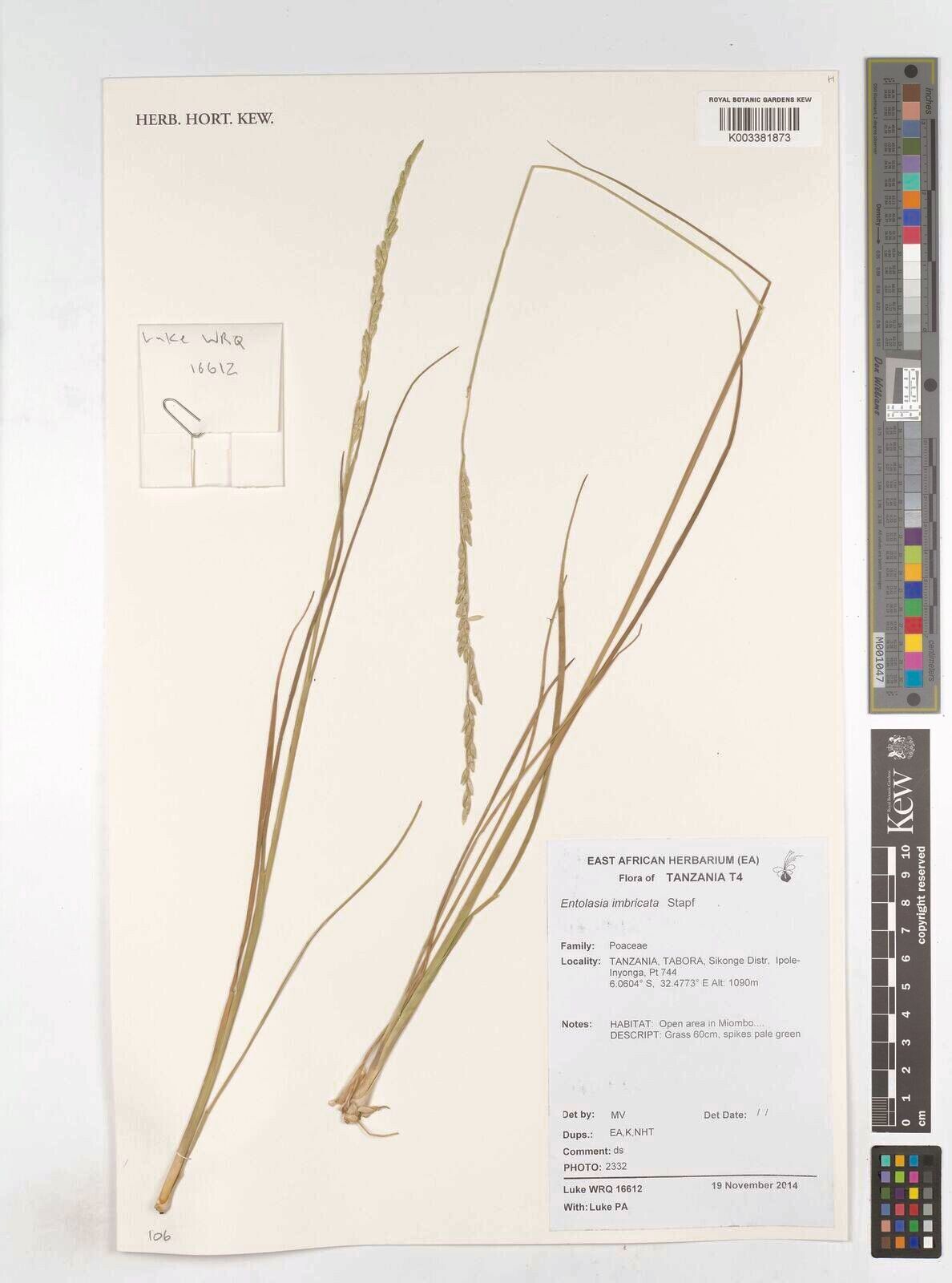 Entolasia imbricata — related species from the same genus