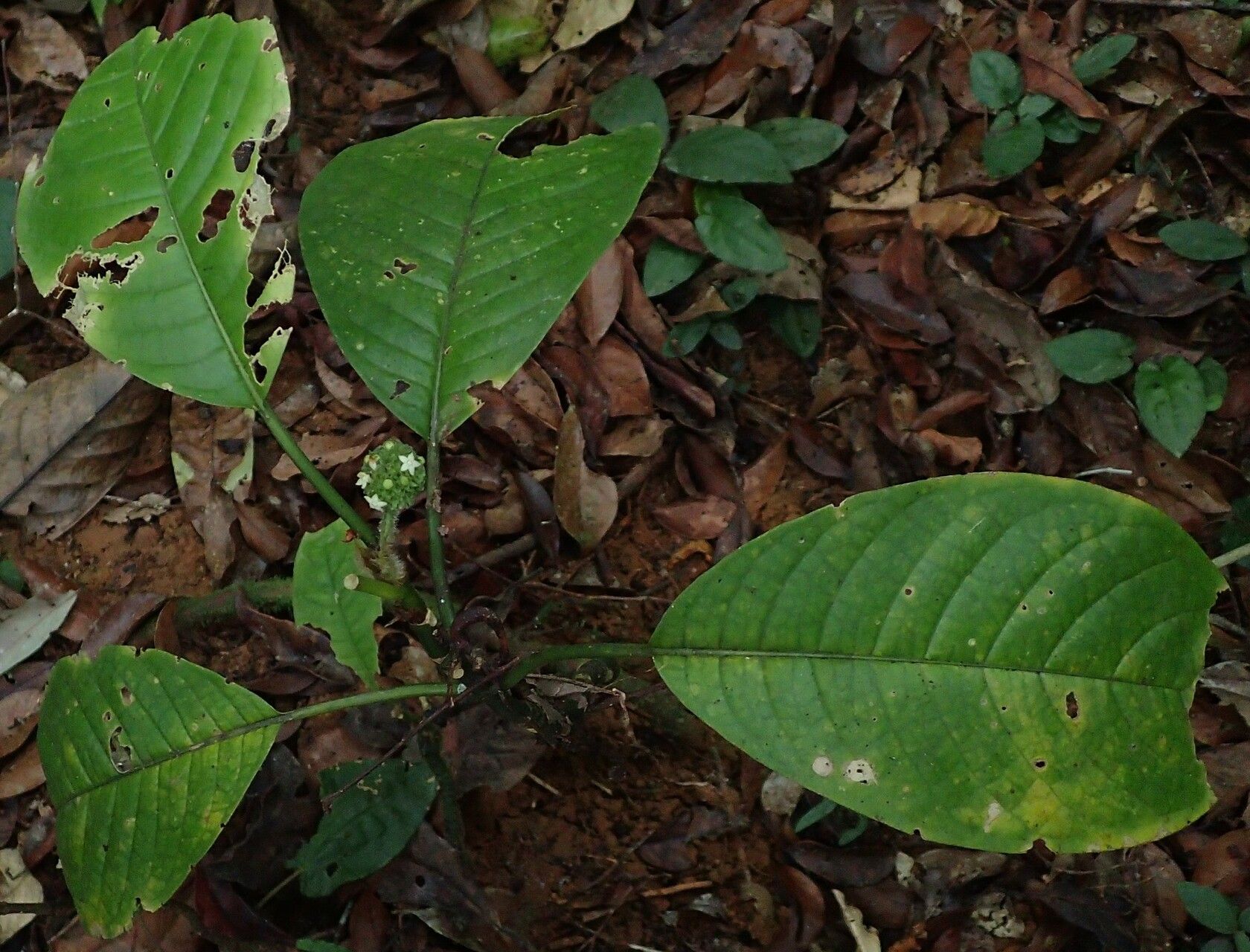 Psychotria tchoutoi habit