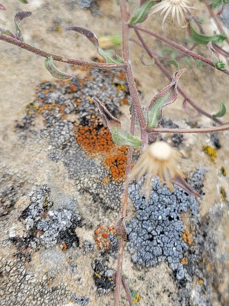 Heterotheca viscida — houseplant care guide