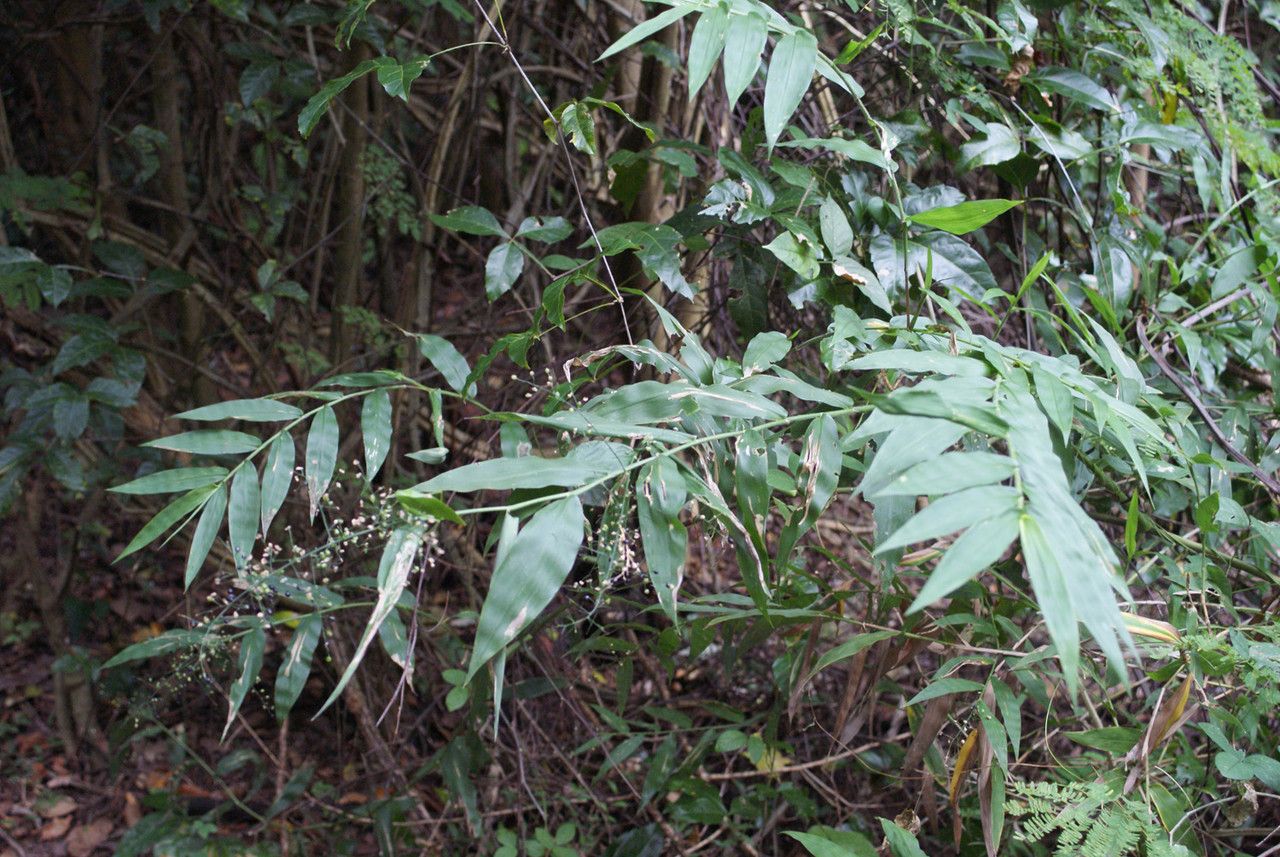 Lasiacis sorghoidea habit