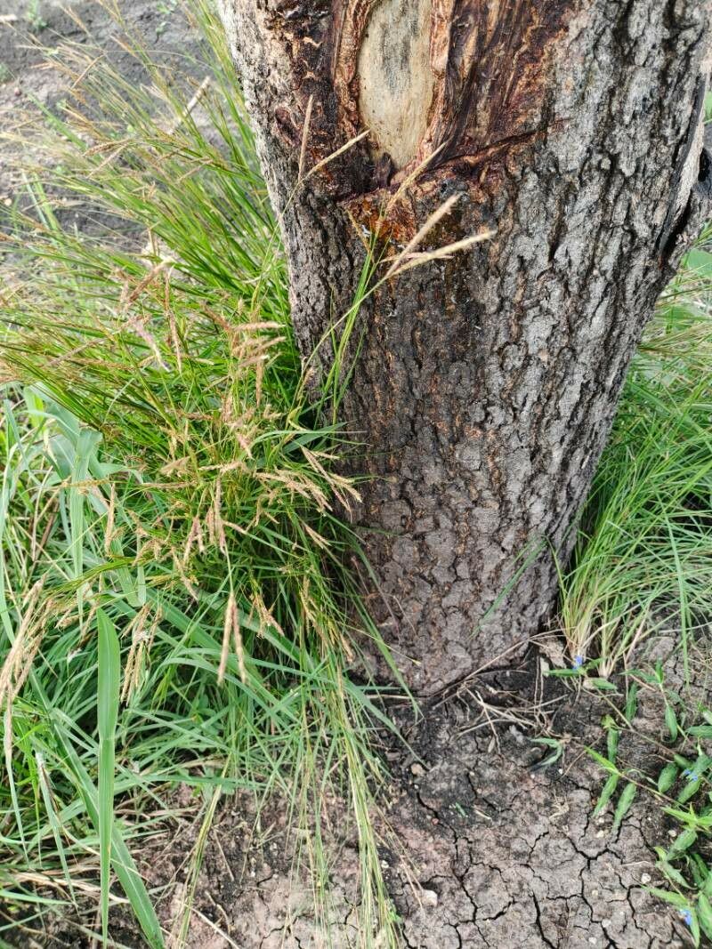 Andropogon distachyos habit