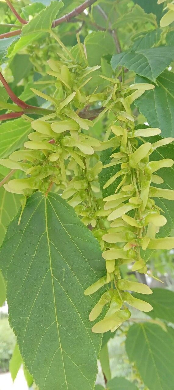 Acer davidii fruit