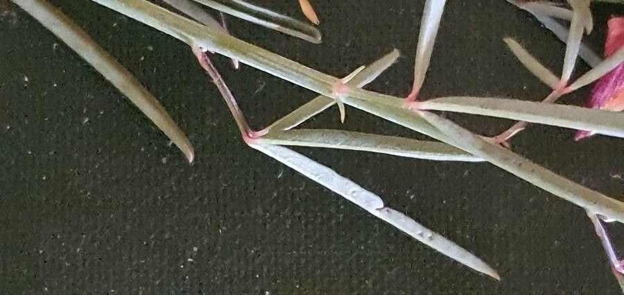 Crotalaria brevidens — search result for 'Crotalaria'