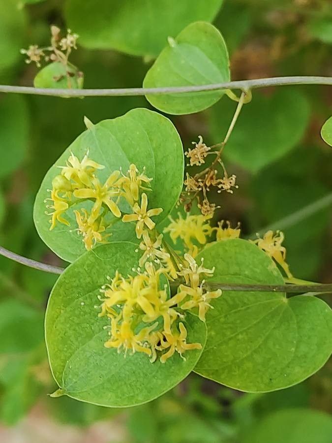 Dioscorea elephantipes flower