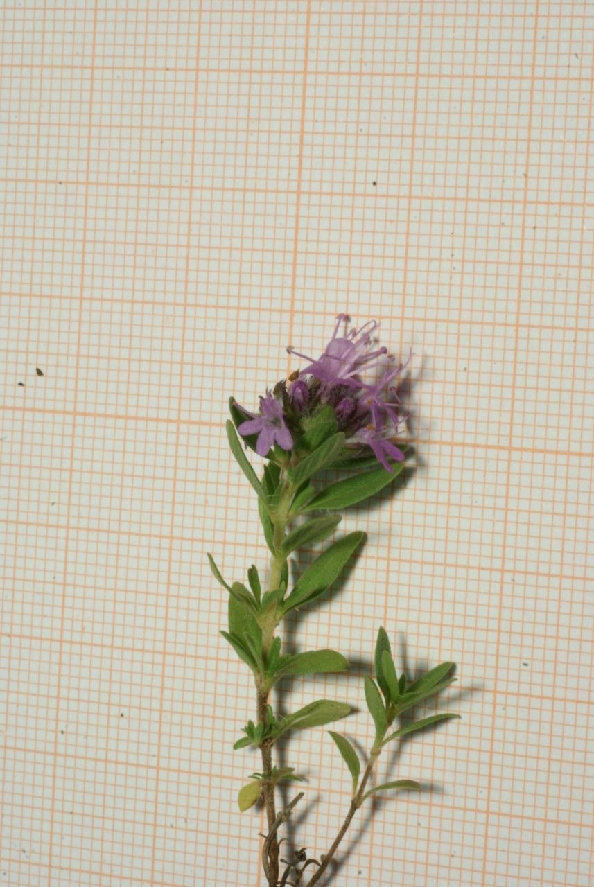 Thymus numidicus flower