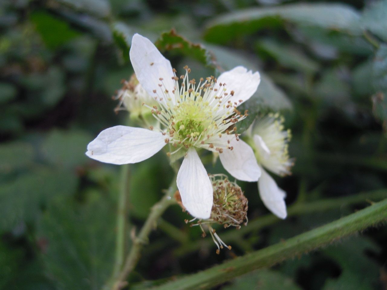 Rubus foliosus flower