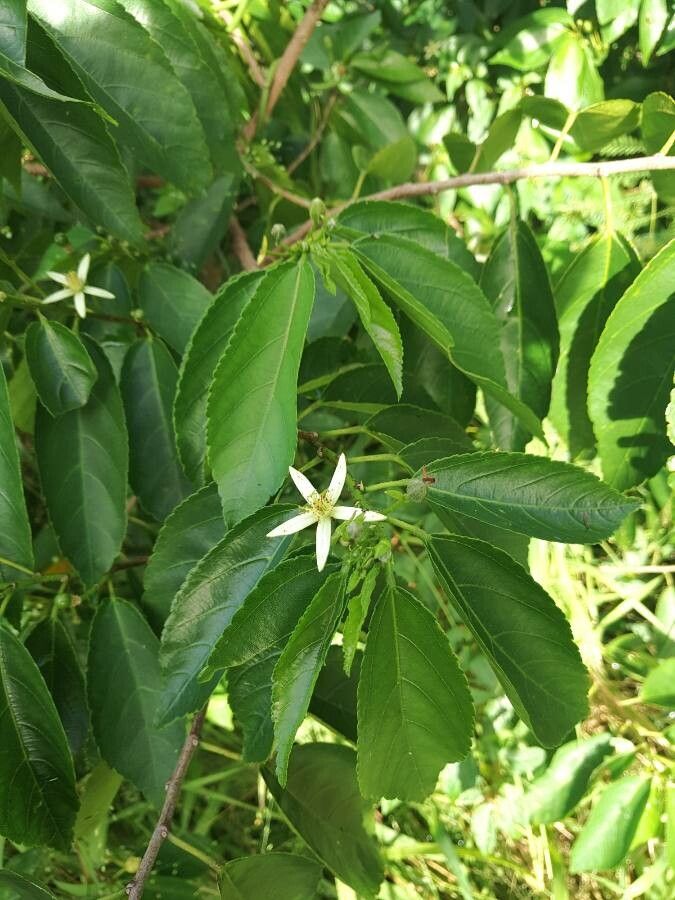 Grewia crenata — houseplant care guide