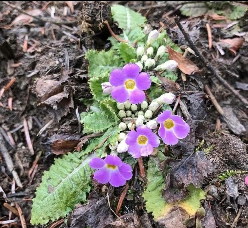Primula sonchifolia flower