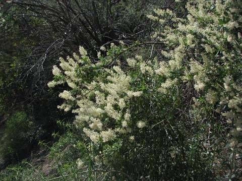 Ceanothus palmeri — search result for 'Ceanothus'