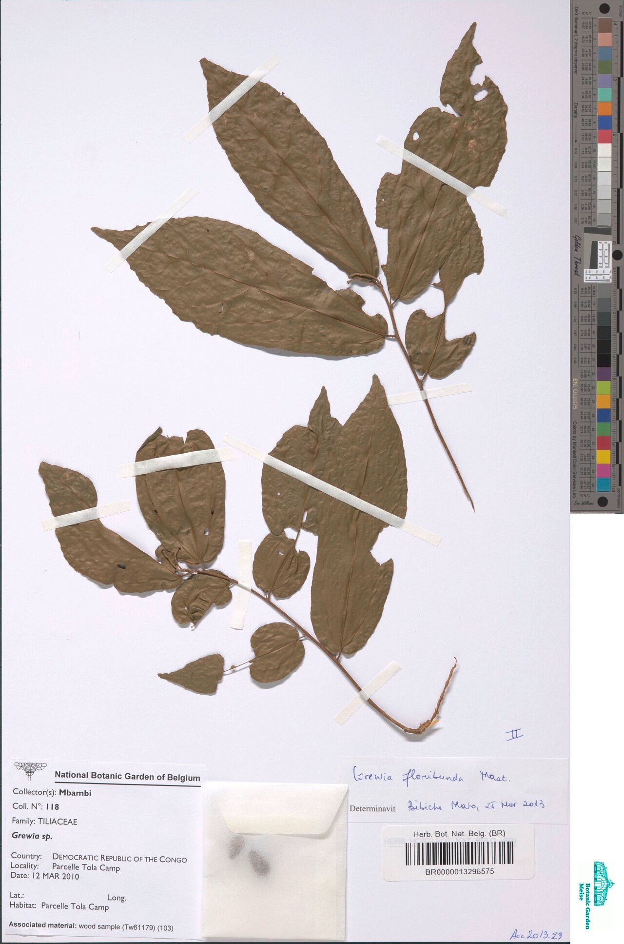 Microcos floribunda — related species from the same genus