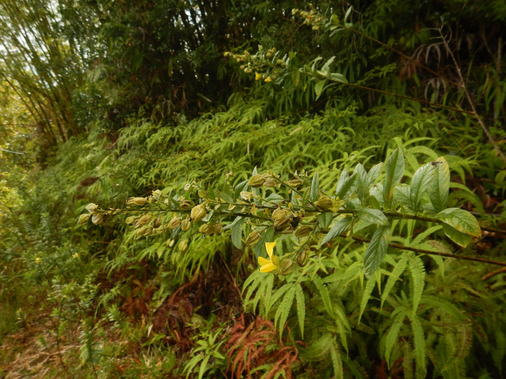 Crotalaria berteroana fruit