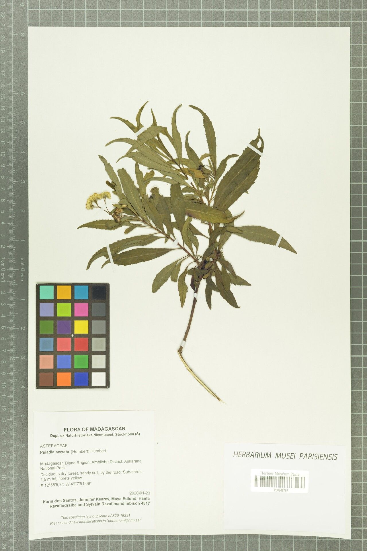 Psiadia serrata — houseplant care guide