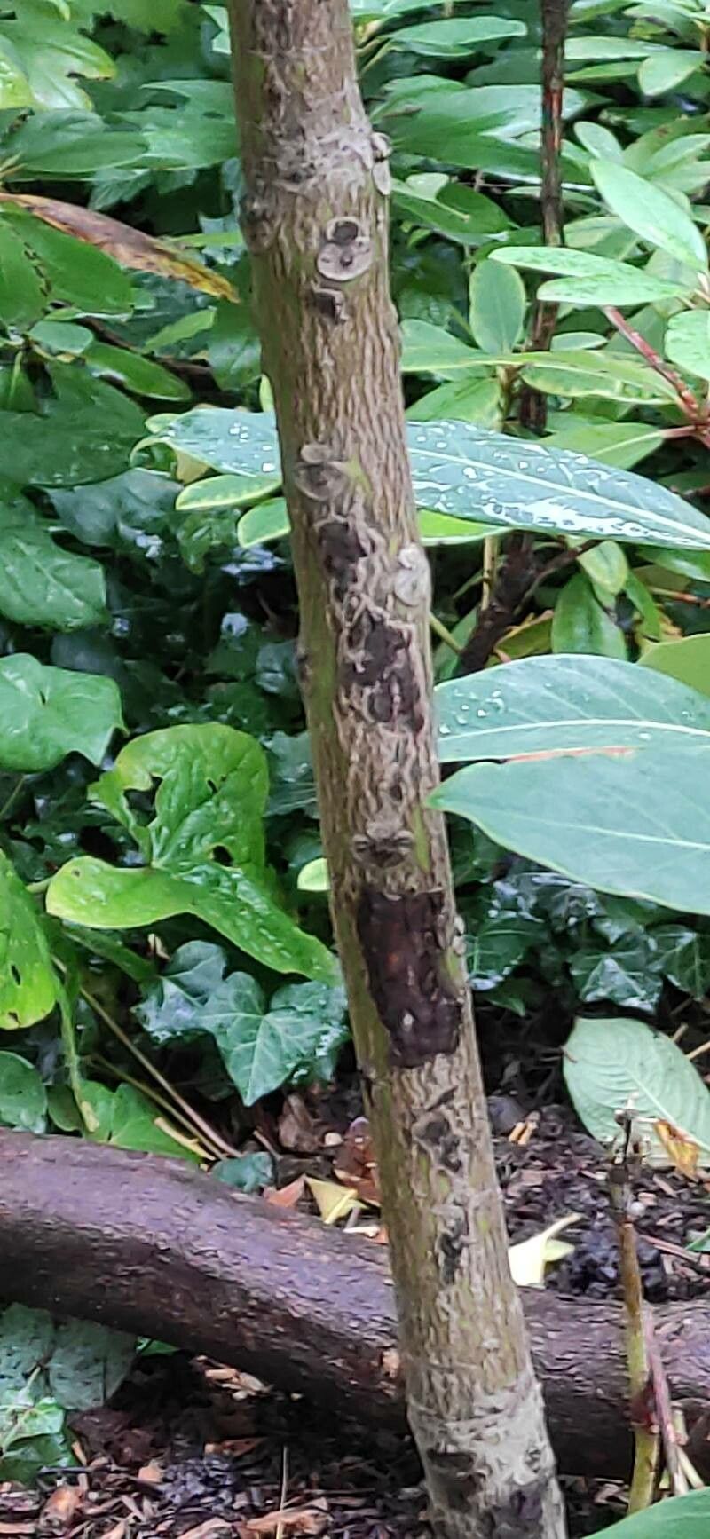Daphniphyllum macropodum bark