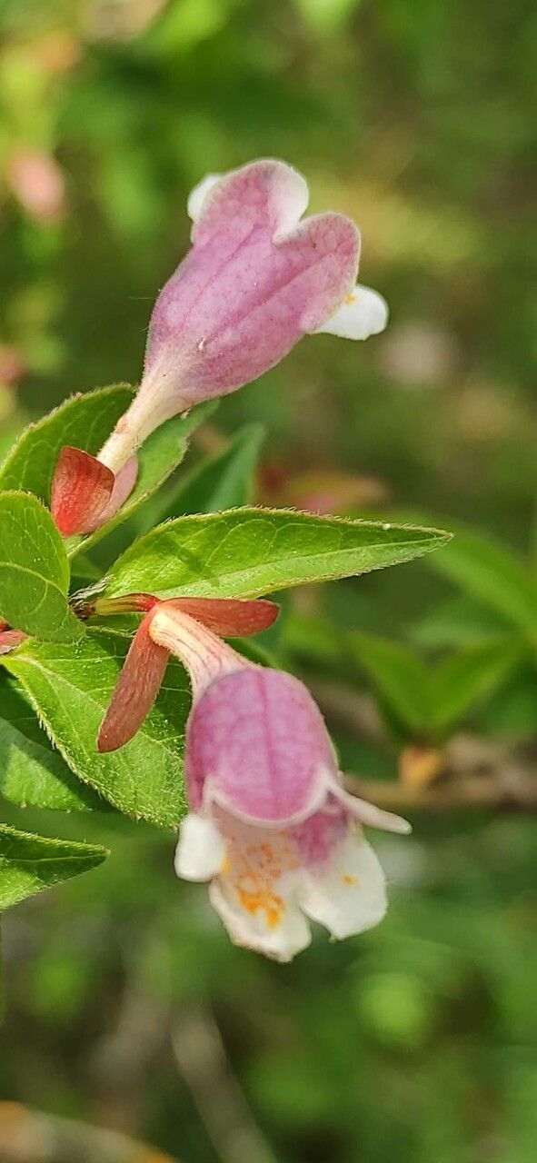 Abelia engleriana flower