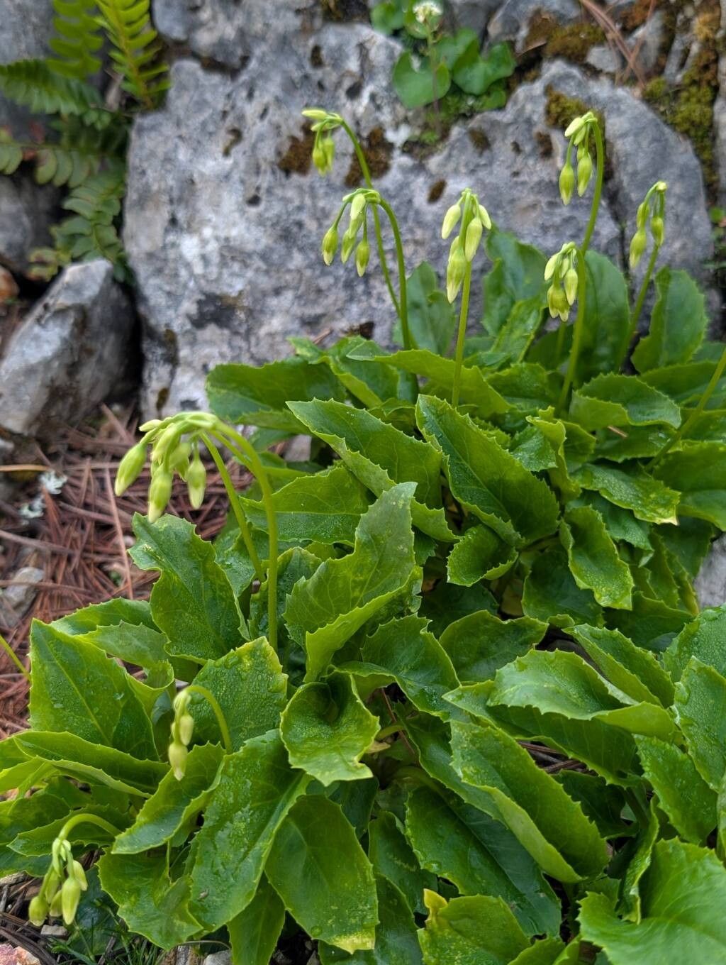 Primula latiloba habit