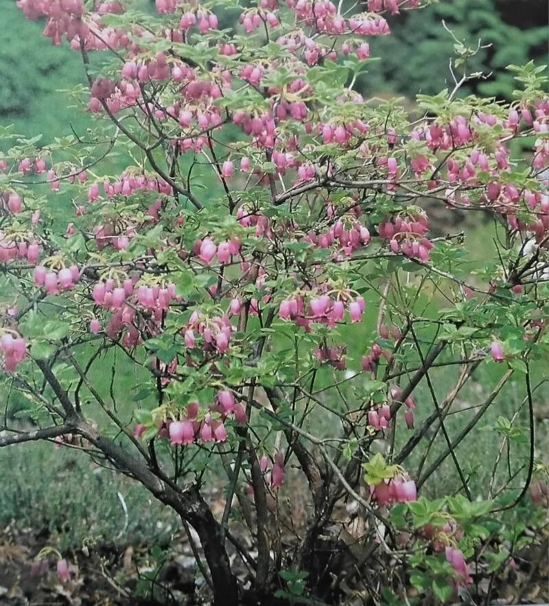 Rhododendron kroniae — houseplant care guide