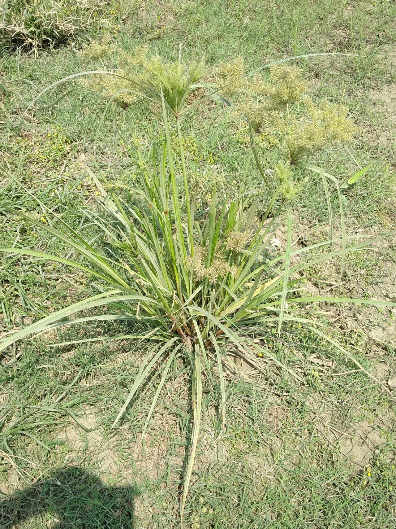 Cyperus digitatus habit