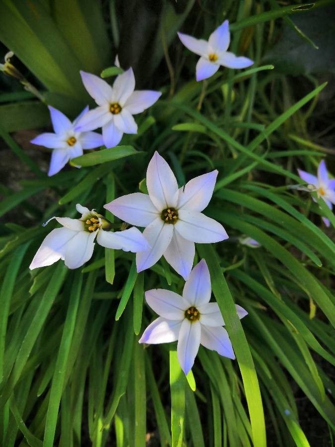 Tristagma uniflorum flower