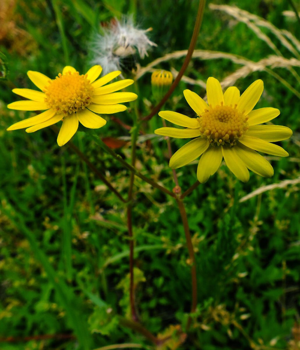 Senecio glaucus flower
