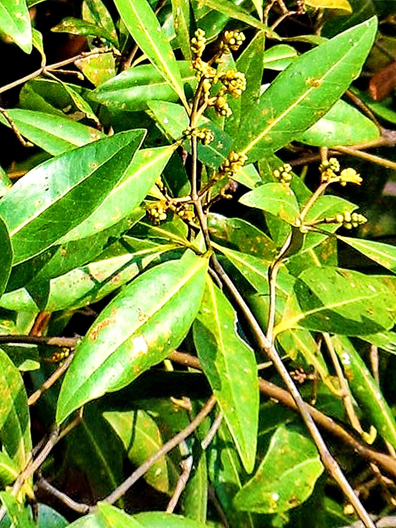 Avicennia alba flower