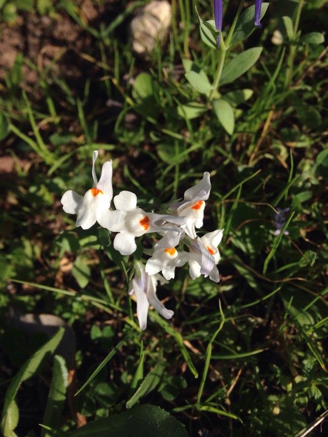 Linaria triphylla flower