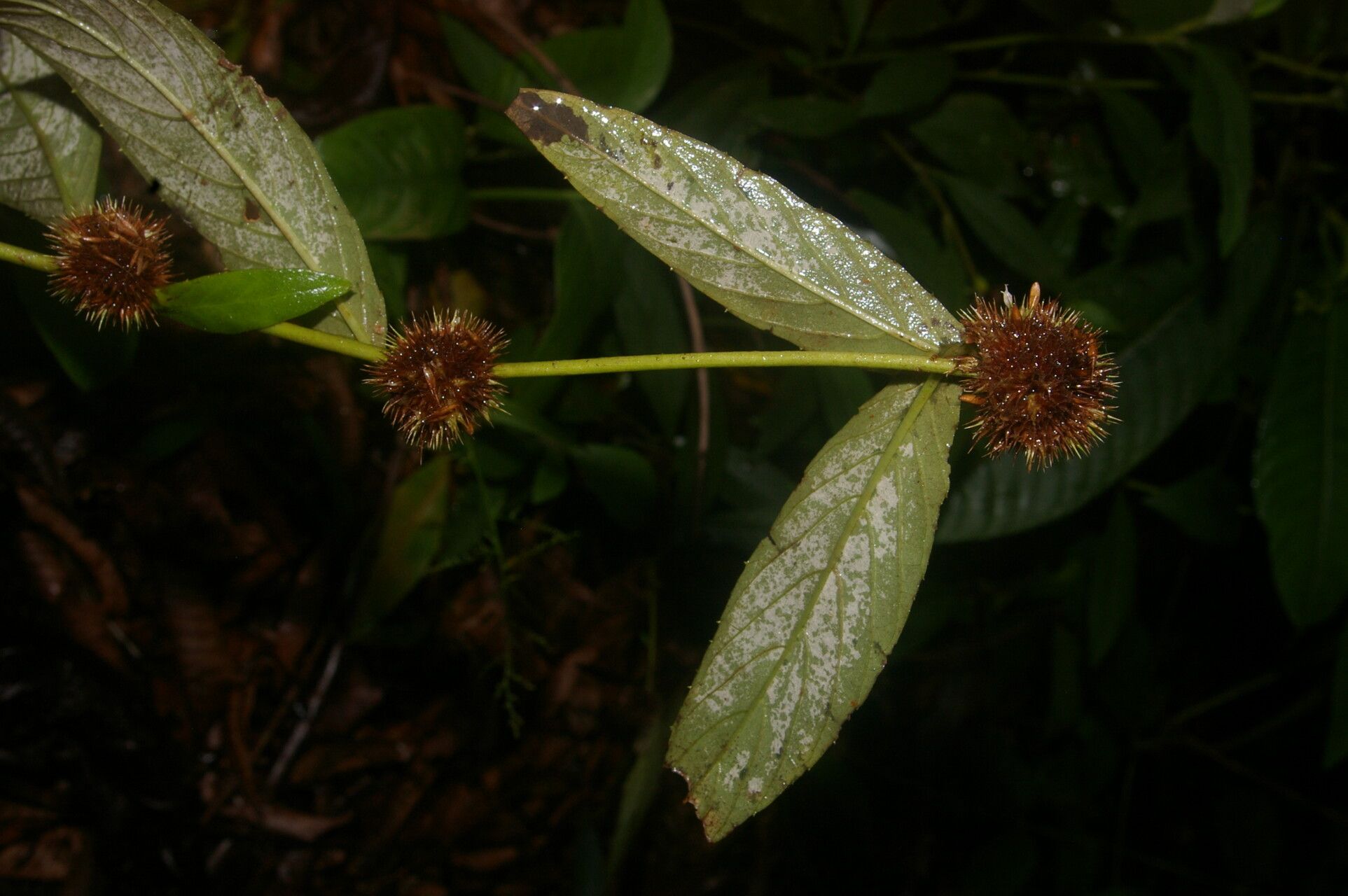 Spiracantha cornifolia fruit