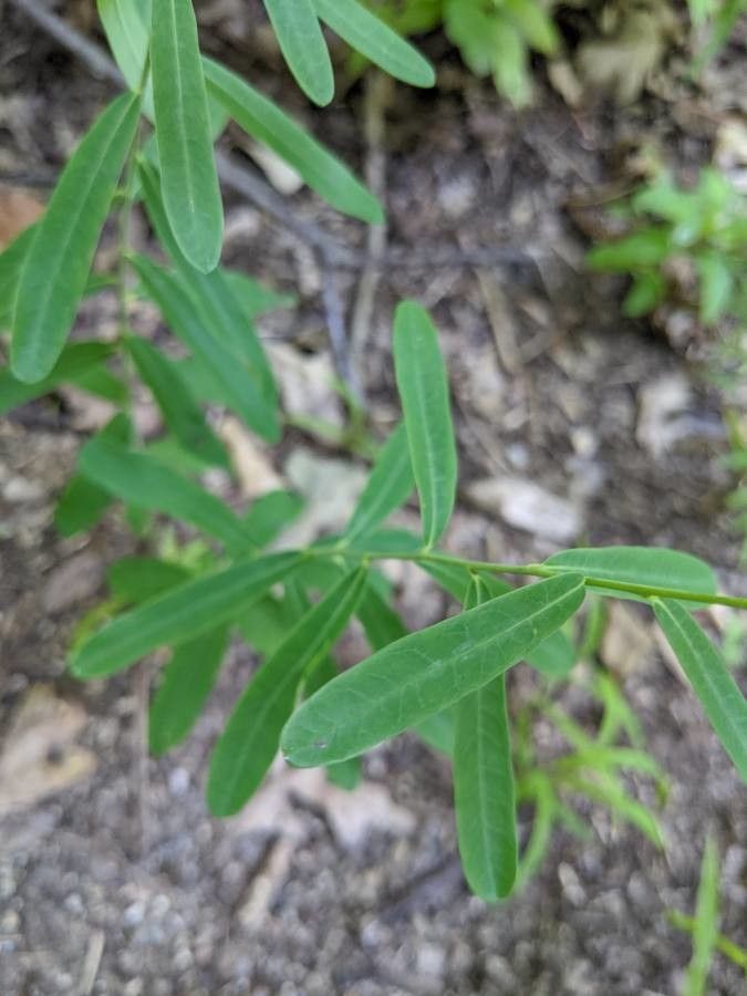 Euphorbia corollata leaf