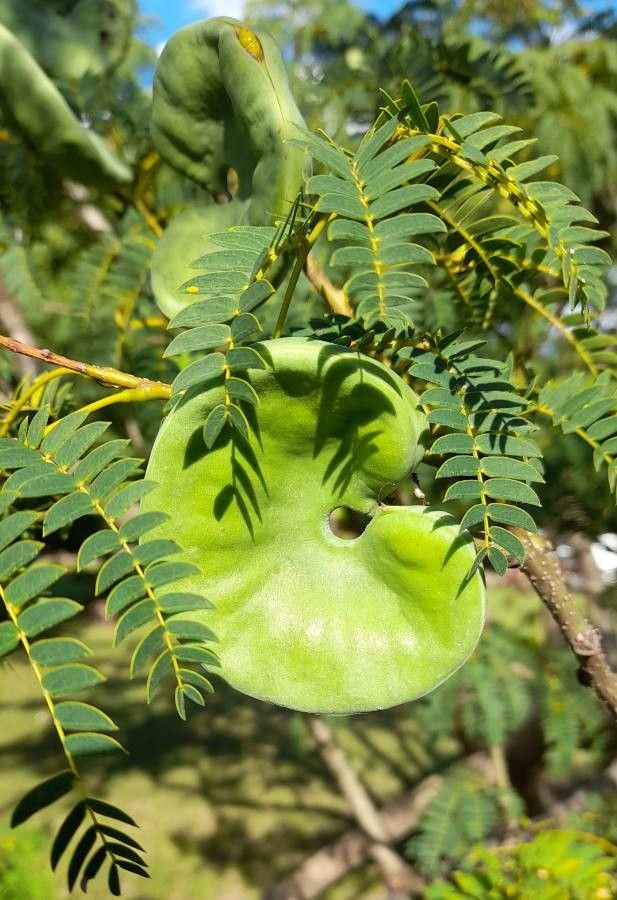 Enterolobium contortisiliquum fruit